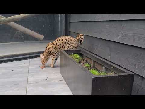 F1 Savannah cat females outside eating grass 😋