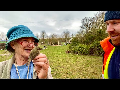 Kolibkár čipčavý — lov hmyzu v korune stromu