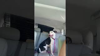 Video preview image #1 Mutt Puppy For Sale in Rockville, MD, USA