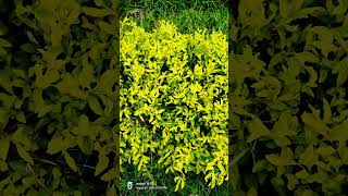 Download lagu Surah nissa bayan #qurankareem#viral #trending mp3