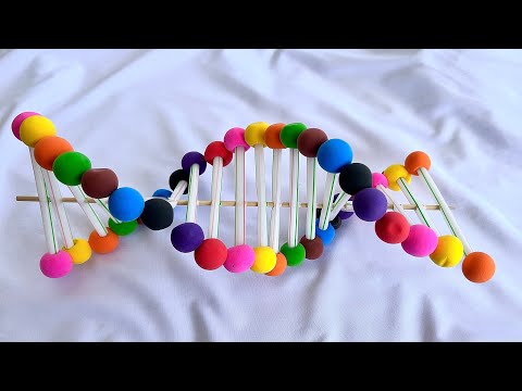 DNA model project for school science exhibition 