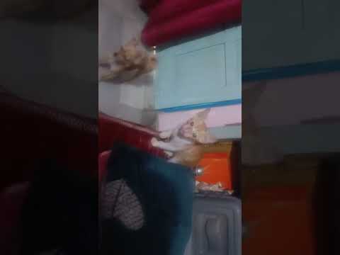 Meri kitoo ki setaani ❤️