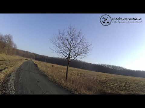 Drivjakt villsvin Kroatia / Driven hunt wild boar Croatia - 14