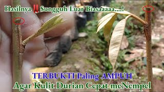 Download lagu Cara okulasi Durian Simple mudah Dan Berhasil... mp3