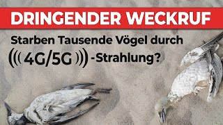 Dringender Weckruf: Starben Tausende Vögel durch 4G/5G-Strahlung? | 02.09.2022 | www.kla.tv/23483