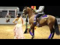 Dubai International Horse Fair 2016 Show Video
