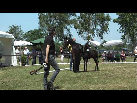 Sudweyher Fohlenschau 2019 - Kat.-Nr. 25
