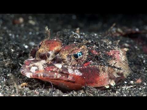 Mucky Secrets - Part 13 - Benthic fishes, stargazer, flounder, flathead - Lembeh Strait