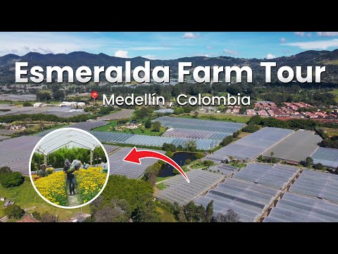 Returning to Flores Esmeralda: The Story Behind a Chrysanthemum Powerhouse