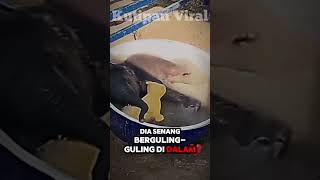 Download lagu Kalau Mandi Seru Gini, Siapa yang Nolak? 😆🐘 mp3 Download lagu Kalau Mandi Seru Gini, Siapa yang Nolak? 😆🐘 mp3
