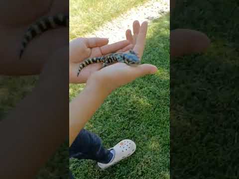 J'ai trouvé une salamandre lol