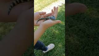 J'ai trouvé une salamandre lol