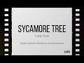 Lady Saw Sycamore Tree Lyrics