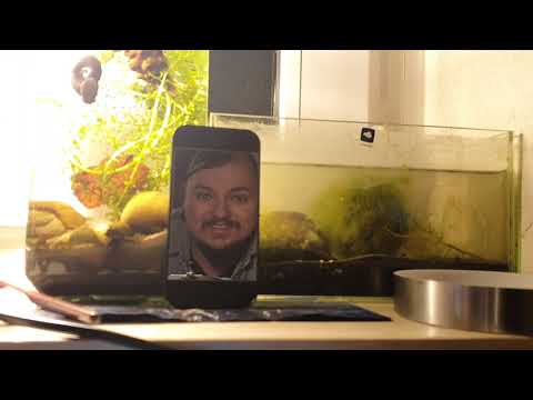 Aquarium Wasser trüb? was tun bei fadenalgen & Ursachen für trübes Wasser - Wasserwechsel im kleinen