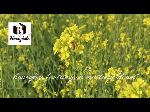 Mustard Honey (Raw ) 500 gm