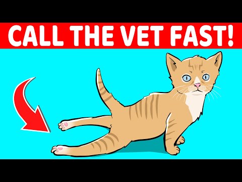If Your Cat Does THIS, Call The Vet Immediately (And 9 Other Signs Your Cat Needs Help)