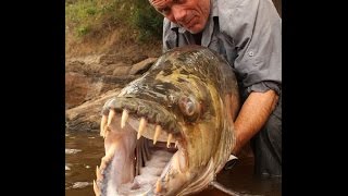 Il pescatore Jeremy Wade  pesca il Goliat tiger fish