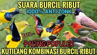 Download lagu Suara pikat burcil | Suara Pikat Kutilang vs Burcil Ribut mp3