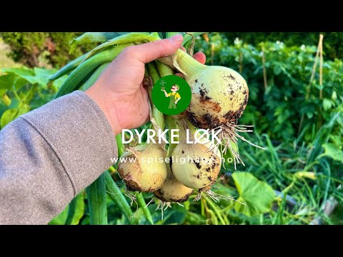 Slik dyrker du løk - SPISELIGHAGE.NO