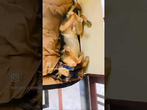 Himalayan fur goblin #dog #germanshepherd #puppy #shorts #shortvideo #short #subscribe #status #gsd