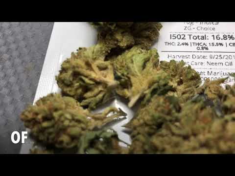 LA Kush strain informational video