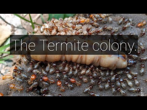 The Termite colony. What is inside the anthill? #The Queen.