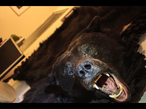 YouTube video about: How to hang a bear rug on the wall?