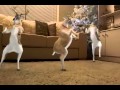 Reindeers dancing in my house at Christmas 