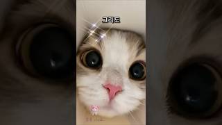 Download lagu 박스 틈새로 찾아온 순수한 아름다움 📦🐱 Pure beauty found through the cracks of the box mp3