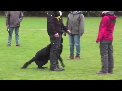 LG-FCI Qualifikation 2013 Unterordnung