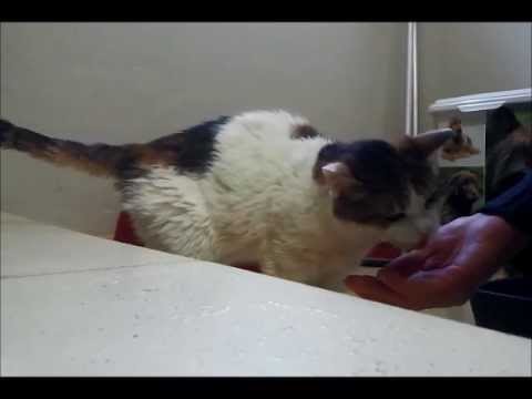 comment traiter la gingivite du chat