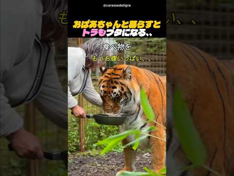 おばあちゃんと暮らすと、トラもブタになる、、