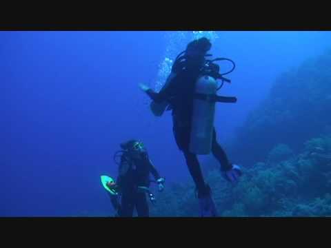 Oceanic White Tip Shark Red Sea 09  The Old Harbour Dive Centre, Weymouth