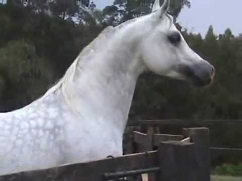 Amir Ashiraf - The Return