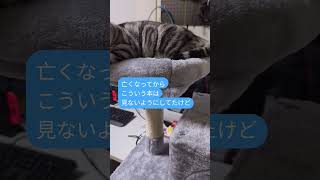 #猫のサイン