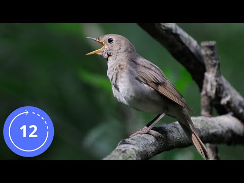 12 hodin / Zvuky / SLAVÍK OBECNÝ / Zpěv Slavíka / Slavík Zvuk / Slávik Zvuk / Nightingale Sound