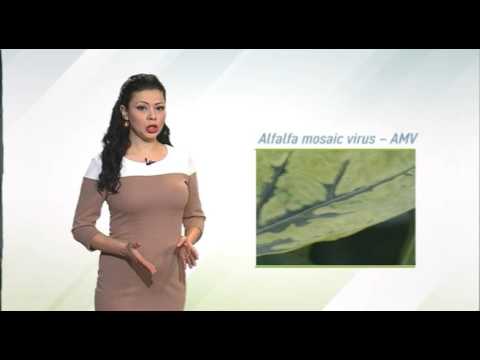 Zelena prognoza, 17.3.2016. - O neophodnim merama u proizvodnji rasada paprike i paradajza