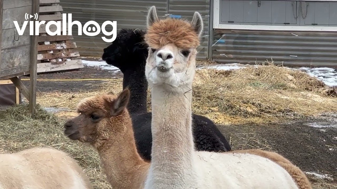 Alpaca Alarms The Herd || ViralHog