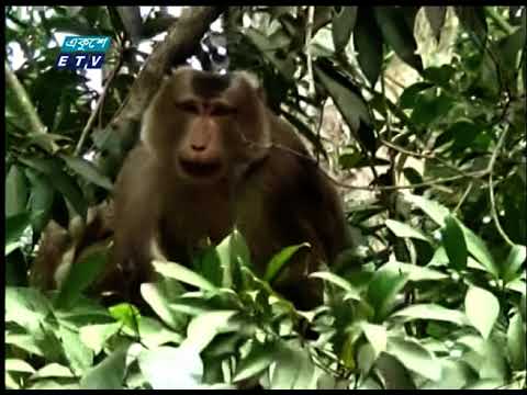 লকডাউনে বন্ধ মৌলভীবাজারের লাউয়াছড়া জাতীয় উদ্যান