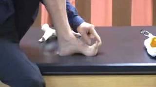 The foot hallux- Big toe and extensors 2