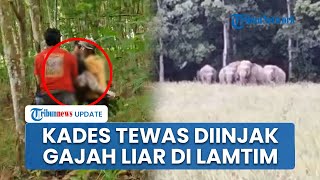 Detik-detik Kades di Lampung Timur Tewas Diinjak Gajah Liar, Korban Tengah Halau Kawanan