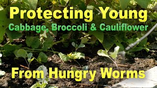 Protecting Cabbage, Broccoli, and Cauliflower from Hungry Worms – This Week in the Garden