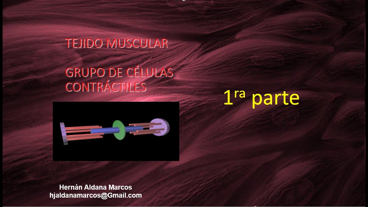 Tejido muscular primer video de 9. Hernán Aldana Marcos.