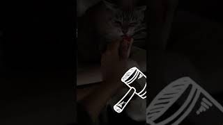 今日の、らにとぽんず。2018. 11.11 today's my kitty