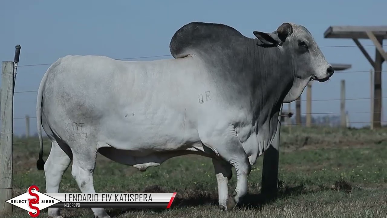 Vídeo LENDÁRIO FIV KATISPERA