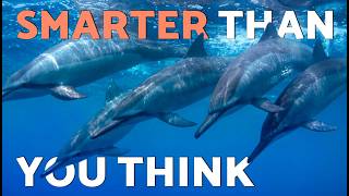 Why DOLPHINS are the "GENIUSES" of the OCEAN🐬✨ Dolphins are Smart?