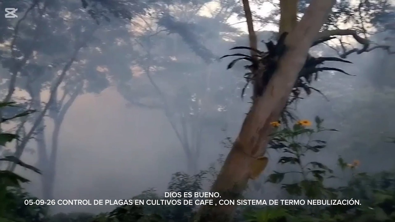 BROCA, ROYA Y FERTILIZACION CON TERMO NEBULIZACIÓN EN CAFÉ EL SOCORRO   SANTANDER