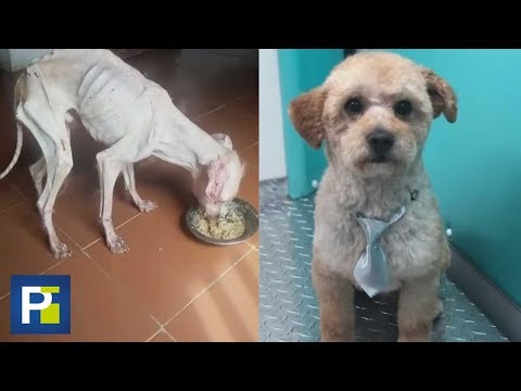 Starved to the bone: dogs also suffer from lack of food in Venezuela