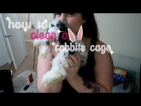How to clean a rabbits cage