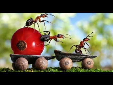 Martin Madej - Mravce